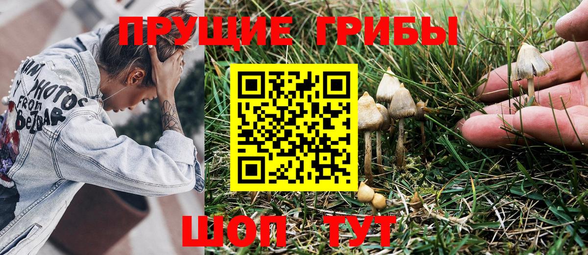 Мытищи  сколько стоит  Вход с VPN  Псилоцибиновые грибы Cubensis 